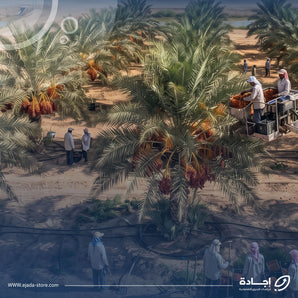 دراسة جدوى كاملة جاهزة لمشروع مزرعة نخيل وتمور في السعودية
